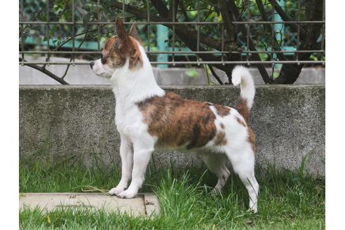 販売中のチワワ(スムースコート)の親犬